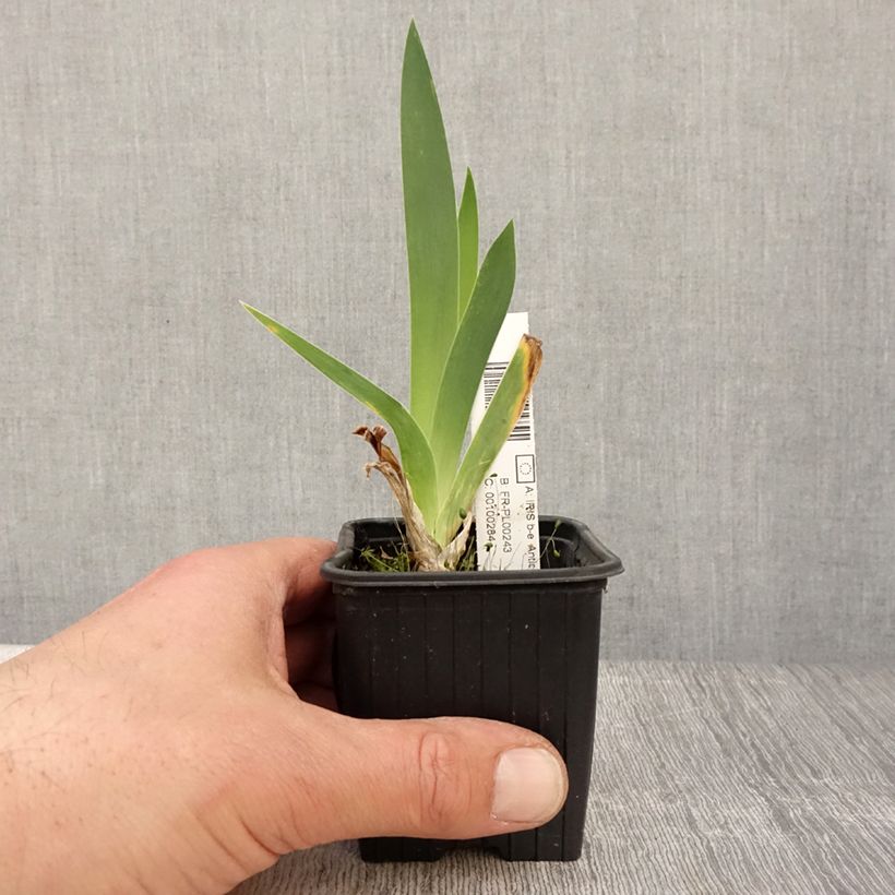 Example of Iris germanica Antique Ivory - Iris des Jardins  Godet de 8/9 cm, Calibre 4/6 as you get in printemps