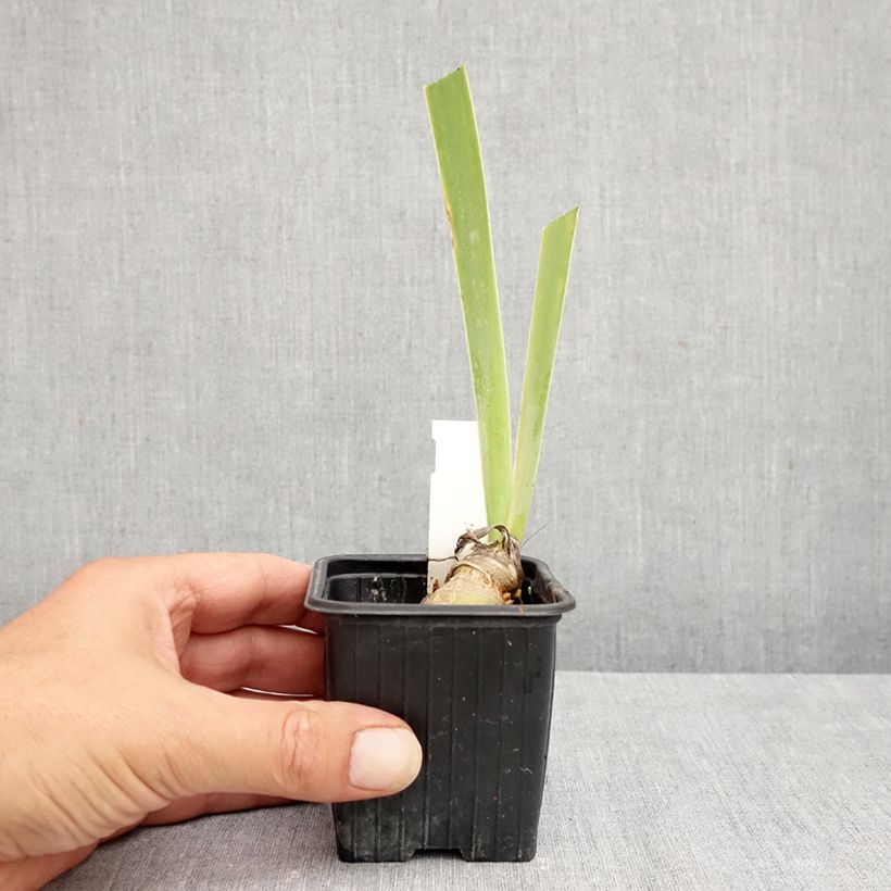 Spécimen de Iris germanica Arpège - Iris des Jardins Godet de 8/9 cm tel que livré en été