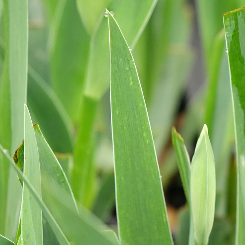 Iris germanica Arpège - Iris des Jardins (Feuillage)