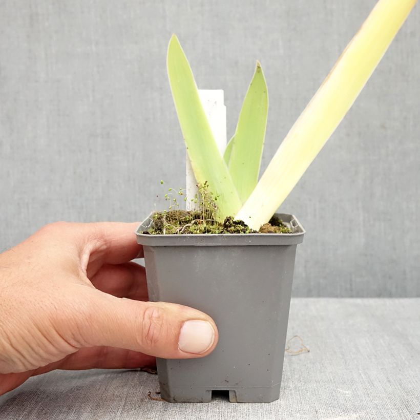 Spécimen de Iris germanica Au Sommet - Iris des Jardins Godet de 8/9 cm tel que livré en automne