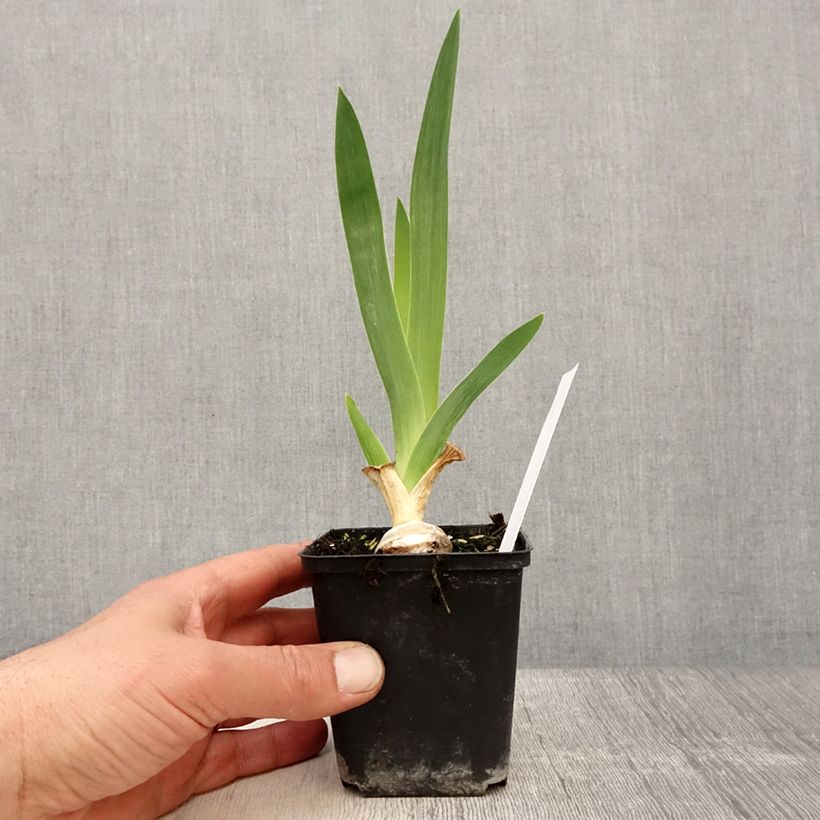 Example of Iris germanica Babbling Brook - Iris des Jardins Godet de 8/9 cm, Calibre 4/6 as you get in printemps