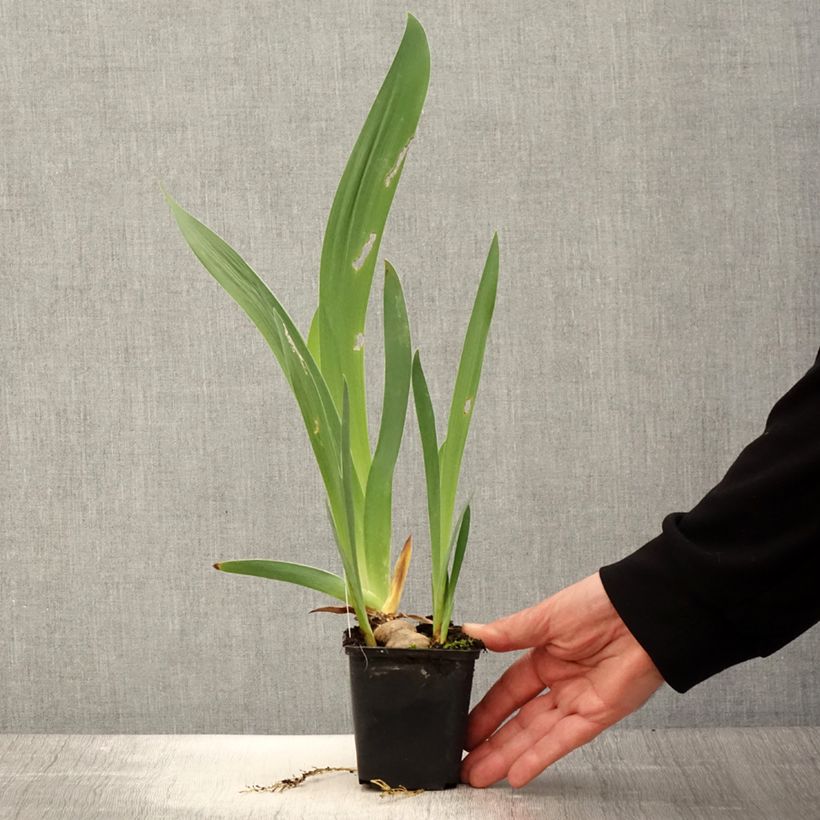Example of Iris germanica Baie des Anges - Iris des Jardins Godet de 8/9 cm as you get in printemps