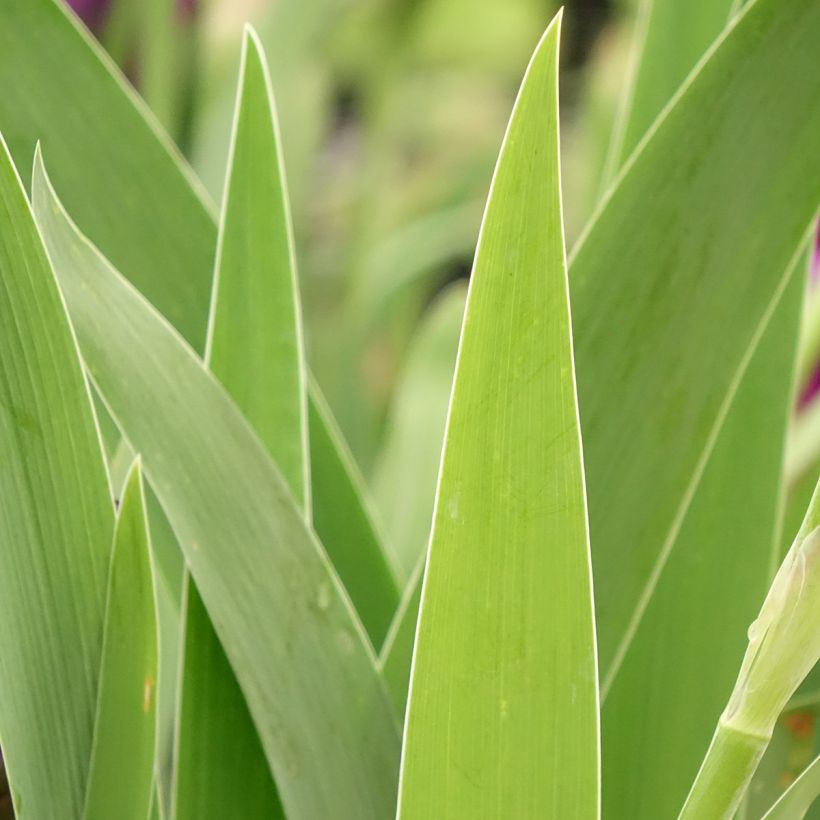Iris germanica Bébé Rose - Iris de bordure (Feuillage)