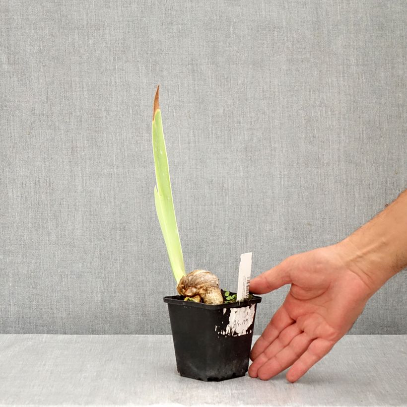 Spécimen de Iris germanica Bébé Rose - Iris de bordure Godet de 8/9 cm tel que livré en été