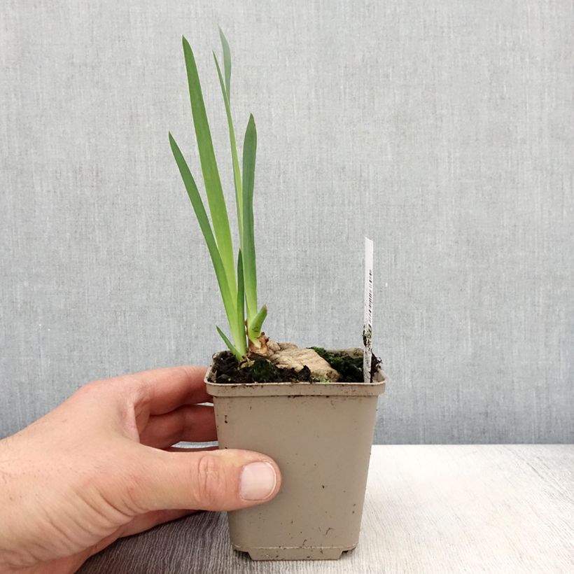 Example of Iris germanica Bébé Rose - Iris de bordure Godet de 8/9 cm as you get in printemps