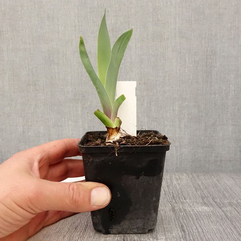 Example of Iris germanica Bishop's Robe - Iris des Jardins Godet de 8/9 cm, Calibre 4/6 as you get in printemps