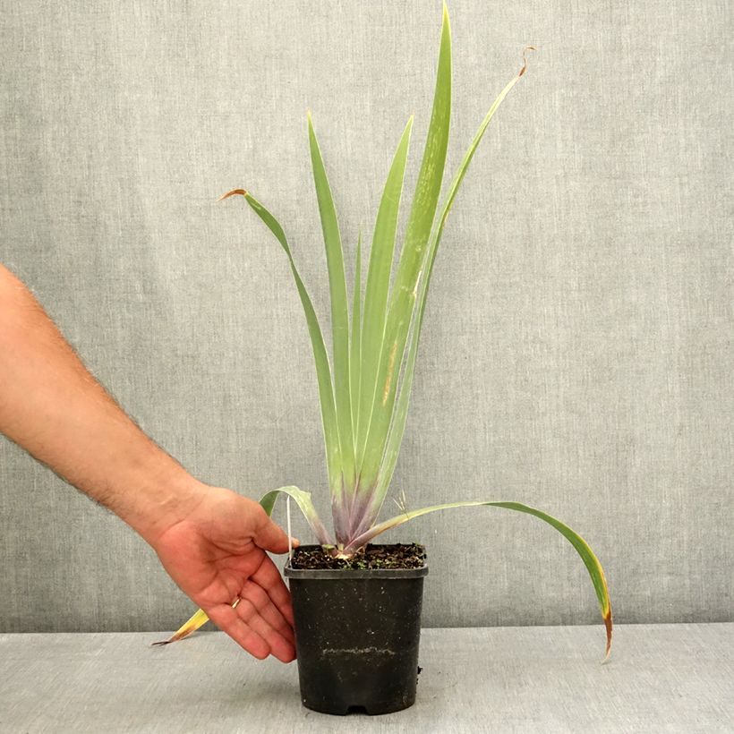 Spécimen de Iris germanica Black Dragon - Iris des Jardins Pot de 1,5L/2L tel que livré en été