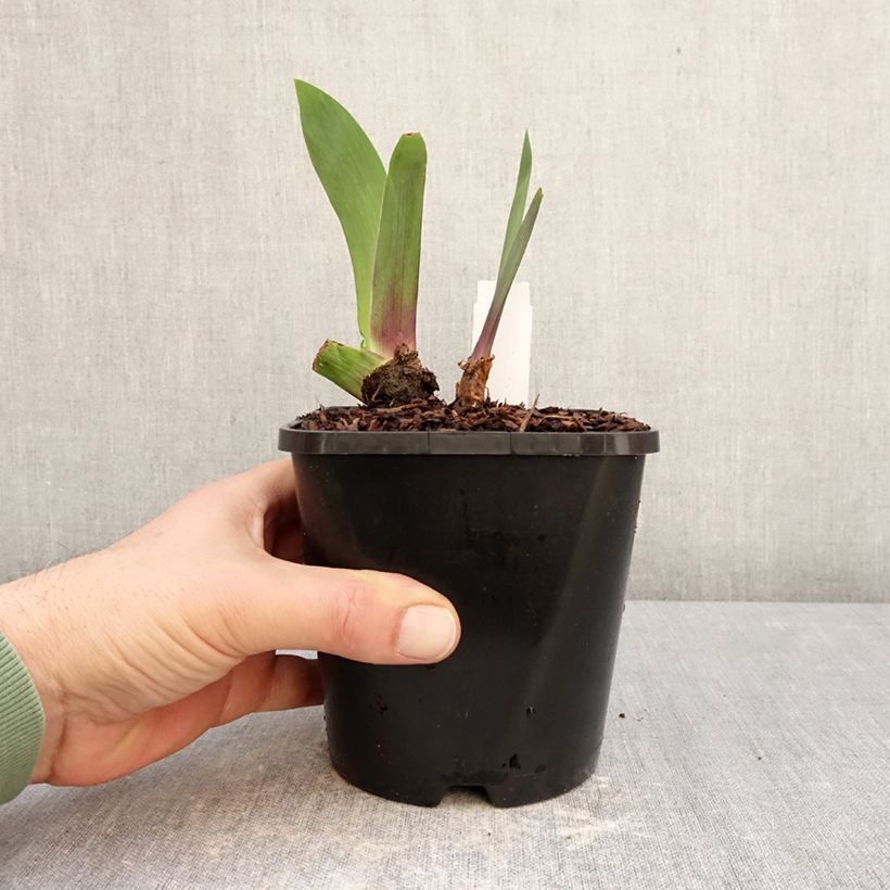 Spécimen de Iris germanica Black Dragon - Iris des Jardins Pot de 1,5L/2L tel que livré en hiver