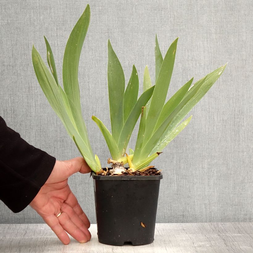 Spécimen de Iris germanica Black Dragon - Iris des Jardins Pot de 1,5L/2L tel que livré au printemps