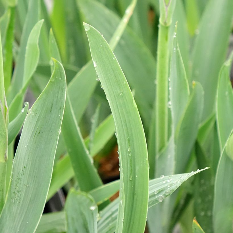 Iris germanica Black Knight - Iris des jardins (Foliage)