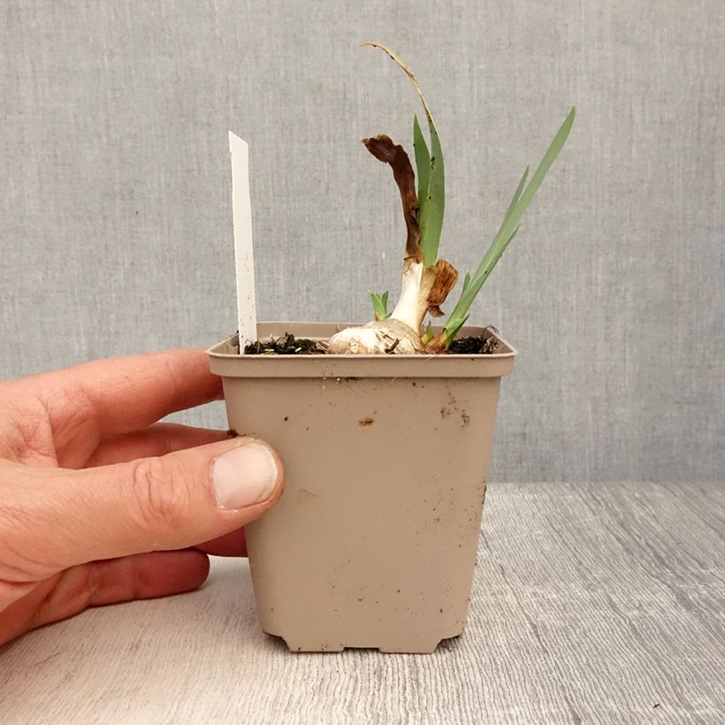 Example of Iris germanica Blessed Again - Iris des Jardins intermédiaire remontant Godet de 8/9 cm, Calibre 4/6 as you get in printemps