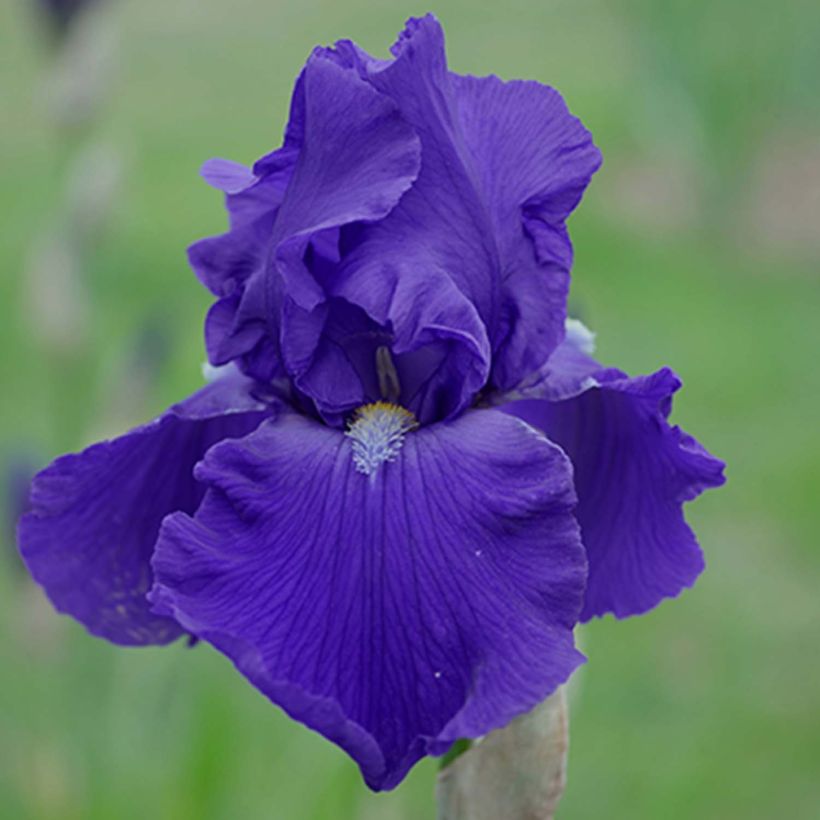 Iris germanica Bleu de Gien - Iris des Jardins (Flowering)