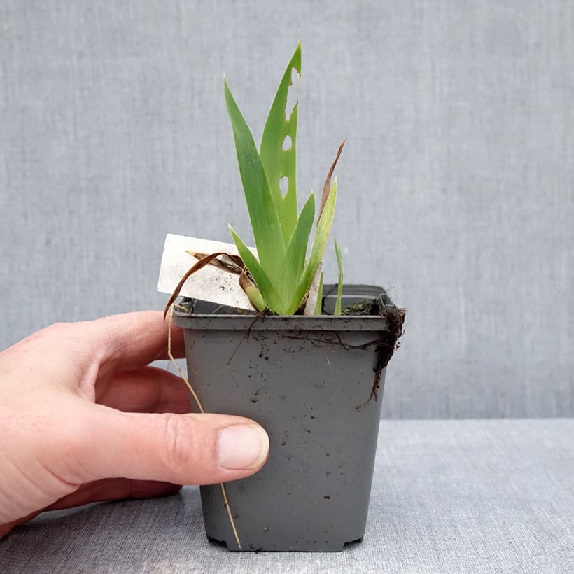 Example of Iris germanica Blue Crusader Godet de 8/9 cm as you get in hiver
