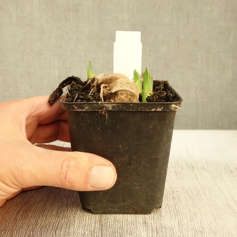 Spécimen de Iris germanica Blue Crusader Godet de 8/9 cm tel que livré en automne