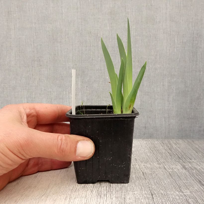 Example of Iris germanica Candy Apple - Iris Lilliput ou nain  Godet de 8/9 cm as you get in printemps