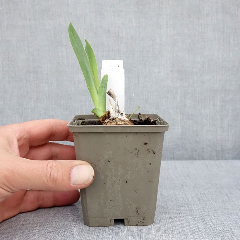 Example of Iris germanica Cherished - Iris des Jardins remontant Godet de 8/9 cm, Calibre 4/6 as you get in printemps