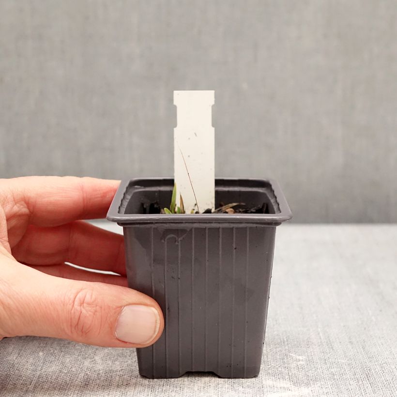 Example of Iris germanica Color me Rose - Lilliput - Iris des Jardins nain Godet de 8/9 cm as you get in hiver