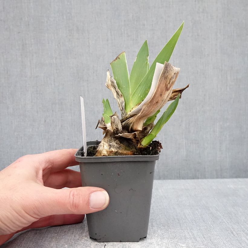 Spécimen de Iris germanica Conspiration - Iris des jardins Godet de 8/9 cm tel que livré en hiver