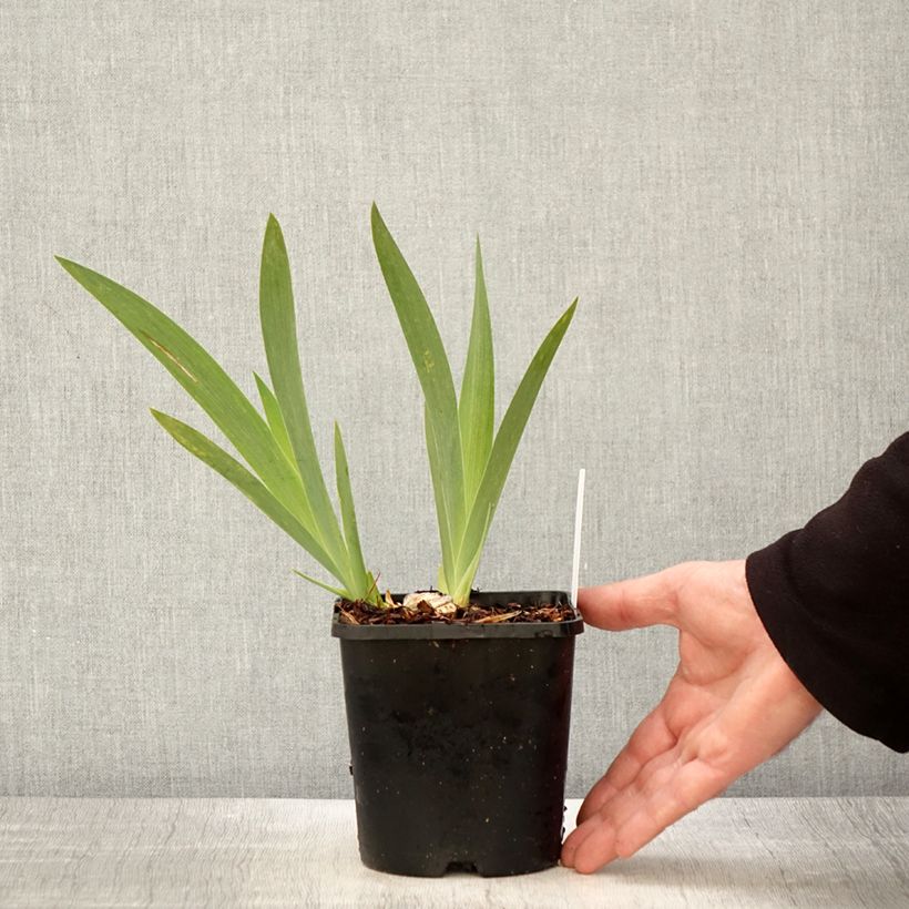 Example of Iris germanica Crinoline - Iris des Jardins Pot de 1,5L/2L as you get in printemps