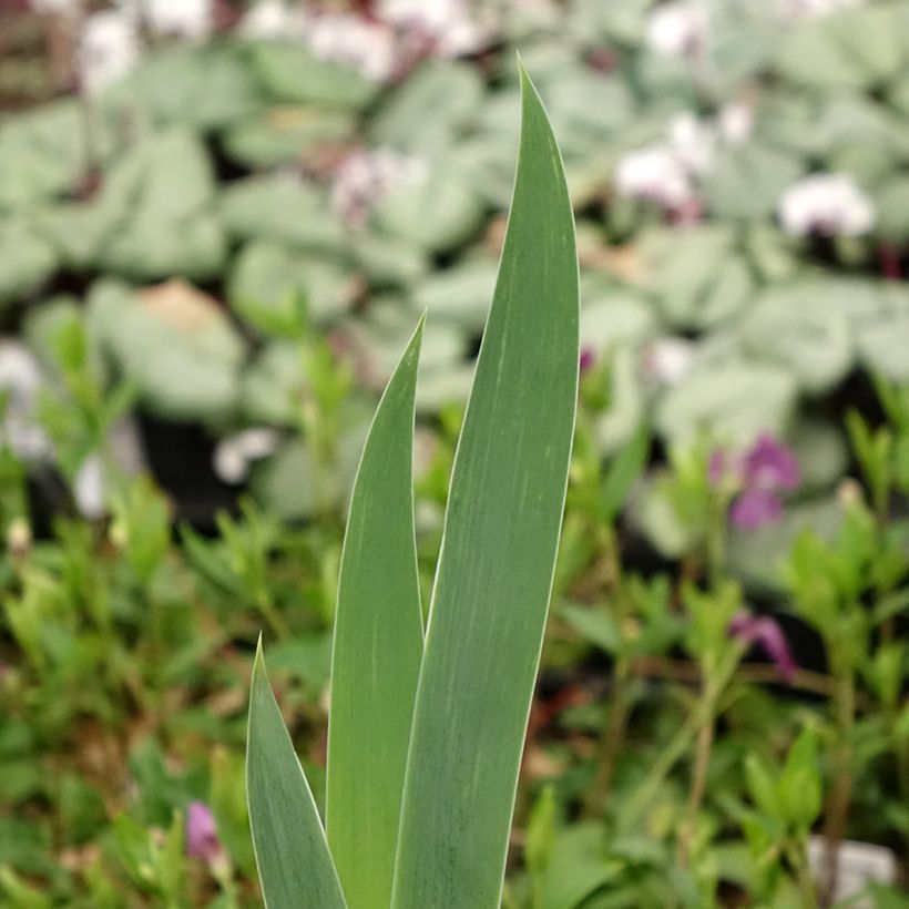 Iris germanica Crinoline - Iris des Jardins (Foliage)