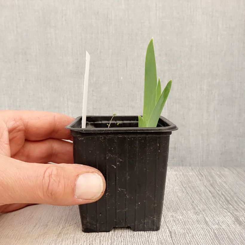 Example of Iris germanica Cutie - Iris des jardins intermédiaire Godet de 8/9 cm as you get in printemps