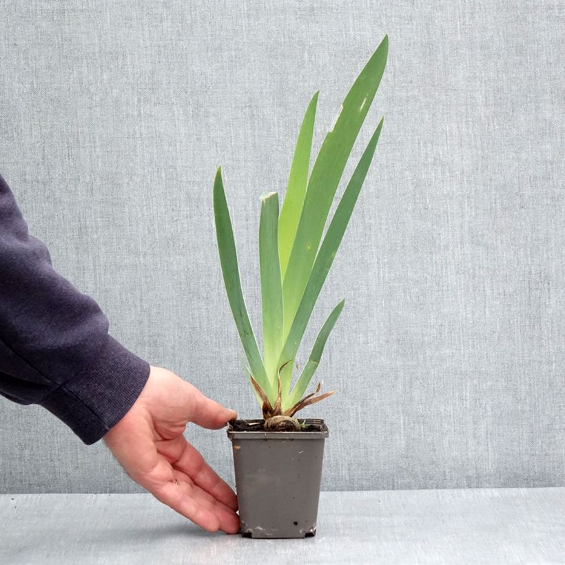 Example of Iris germanica Dame de Coeur Godet de 8/9 cm as you get in printemps