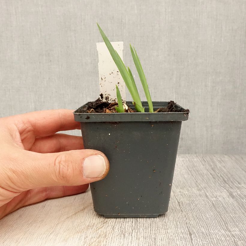 Example of Iris germanica Dangerous Mood - Iris des Jardins Godet de 8/9 cm as you get in printemps