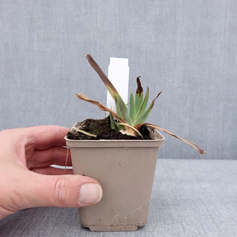 Example of Iris germanica Danse du Feu - Iris des Jardins Godet de 8/9 cm as you get in hiver