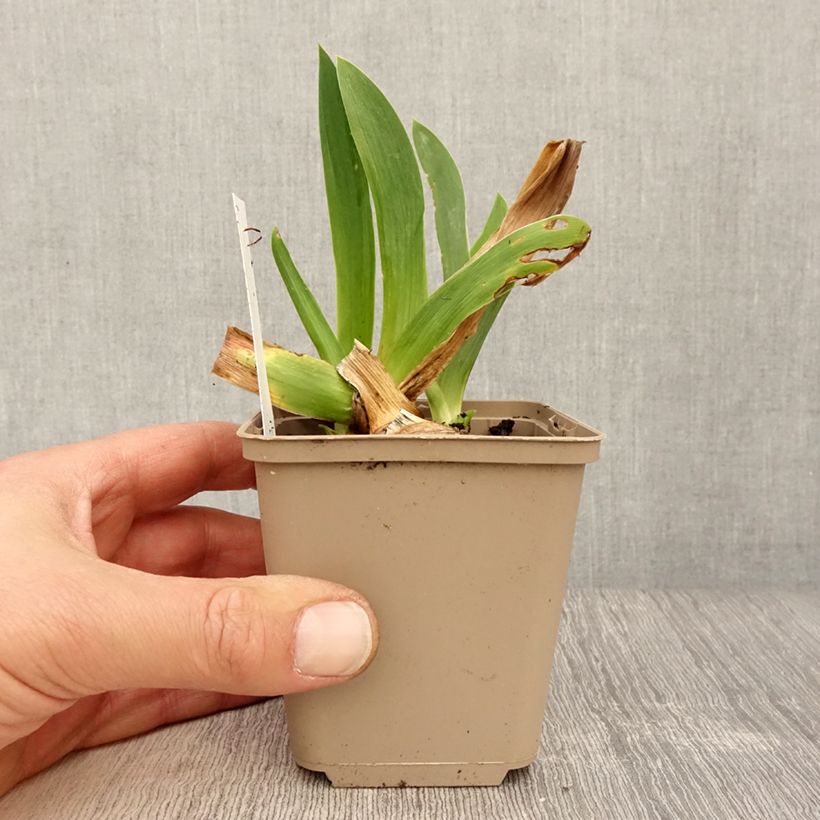 Spécimen de Iris germanica Dating A Royal - Iris des Jardins Godet de 8/9 cm tel que livré au printemps