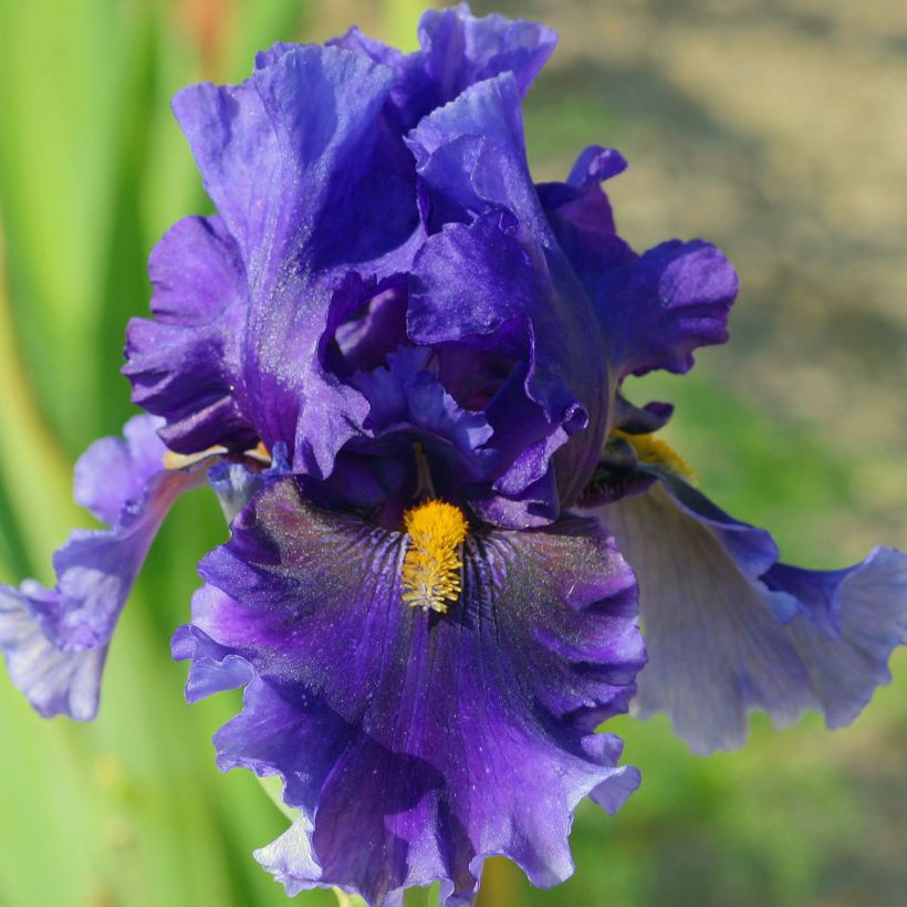 Iris germanica Deep Dark Secret - Grand Iris des Jardins (Flowering)