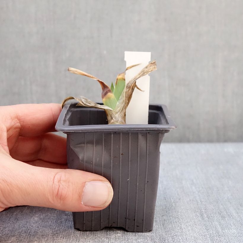 Example of Iris germanica Delicato - Iris des Jardins  Godet de 8/9 cm as you get in hiver