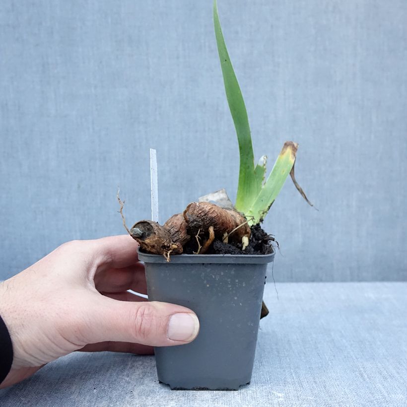 Example of Iris germanica Delicieux Caramel - Iris des Jardins Godet de 8/9 cm as you get in hiver