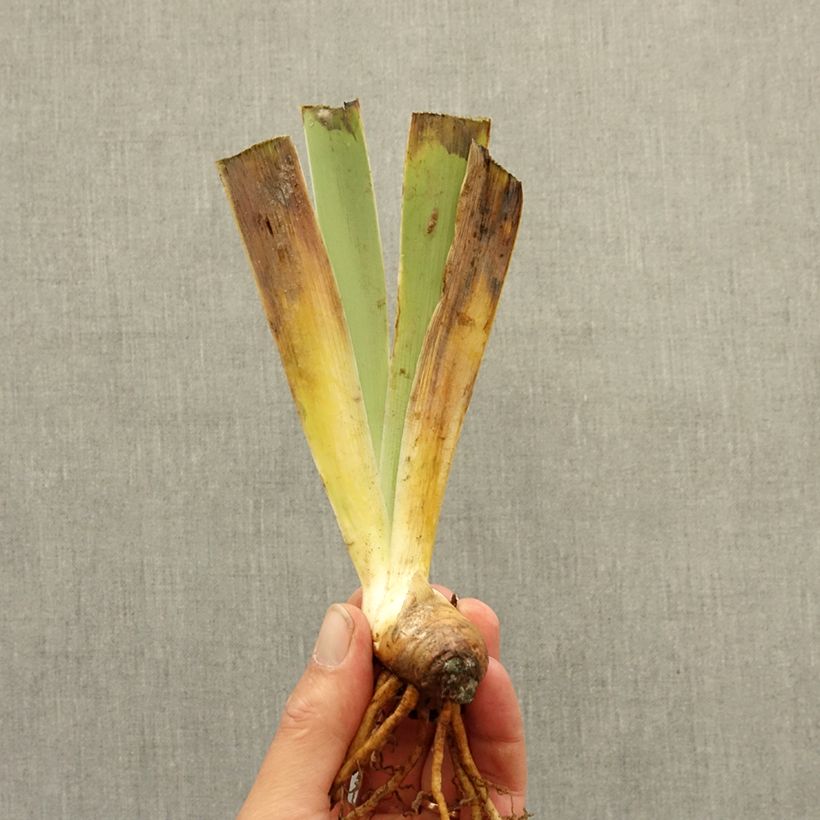 Spécimen de Iris germanica Dinky Circus - Iris des Jardins nain Rhizome tel que livré en hiver