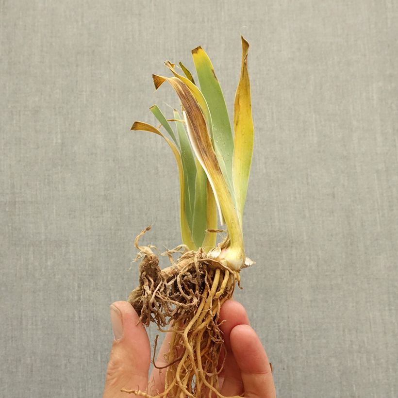 Spécimen de Iris germanica Don't Stop Believing - Grand Iris des Jardins Rhizome tel que livré en hiver
