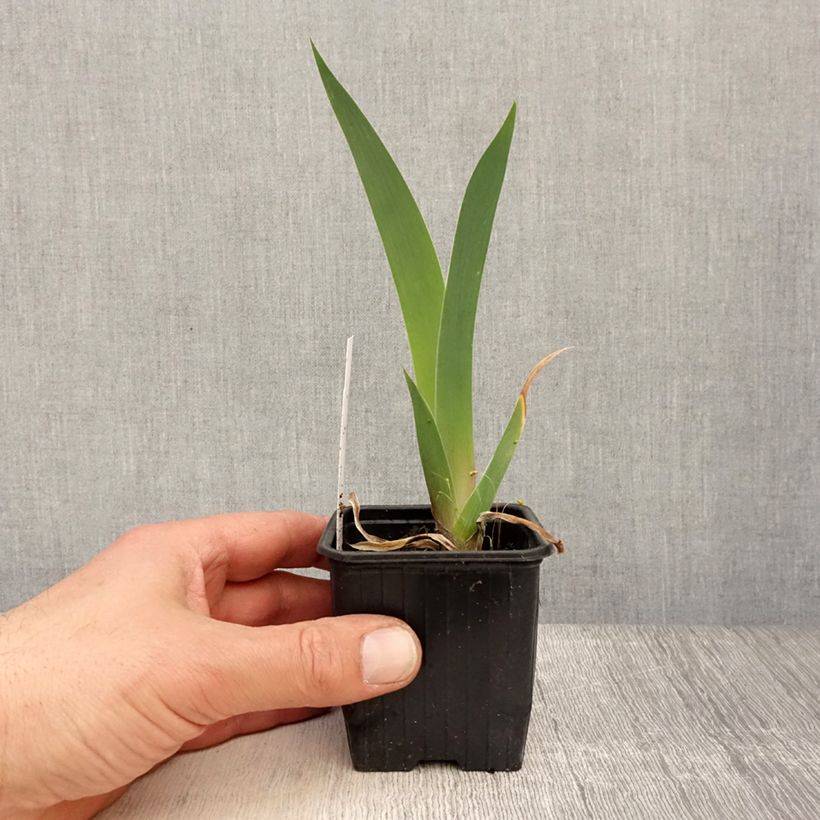 Example of Iris germanica Dutch Chocolate - Iris des Jardins  Godet de 8/9 cm as you get in printemps