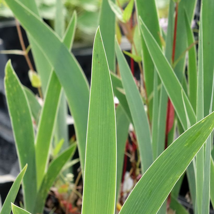 Iris germanica Dutch Chocolate - Iris des Jardins  (Foliage)