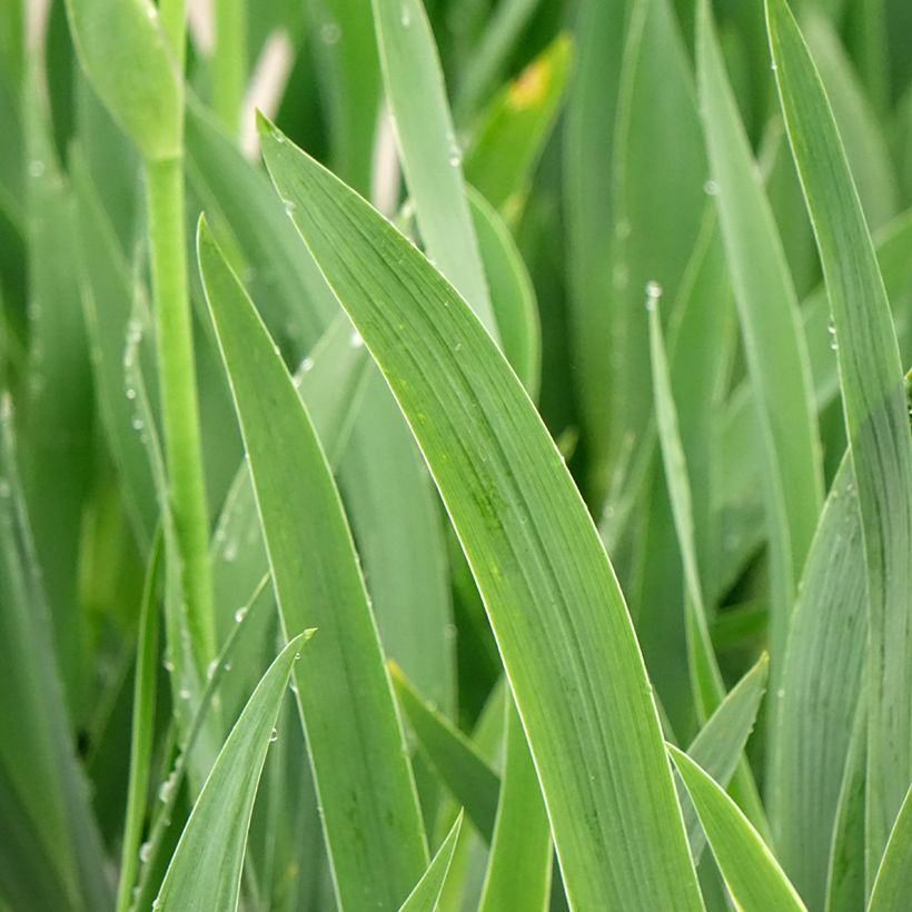 Iris germanica En Ebullition - Iris de Bordure (Foliage)