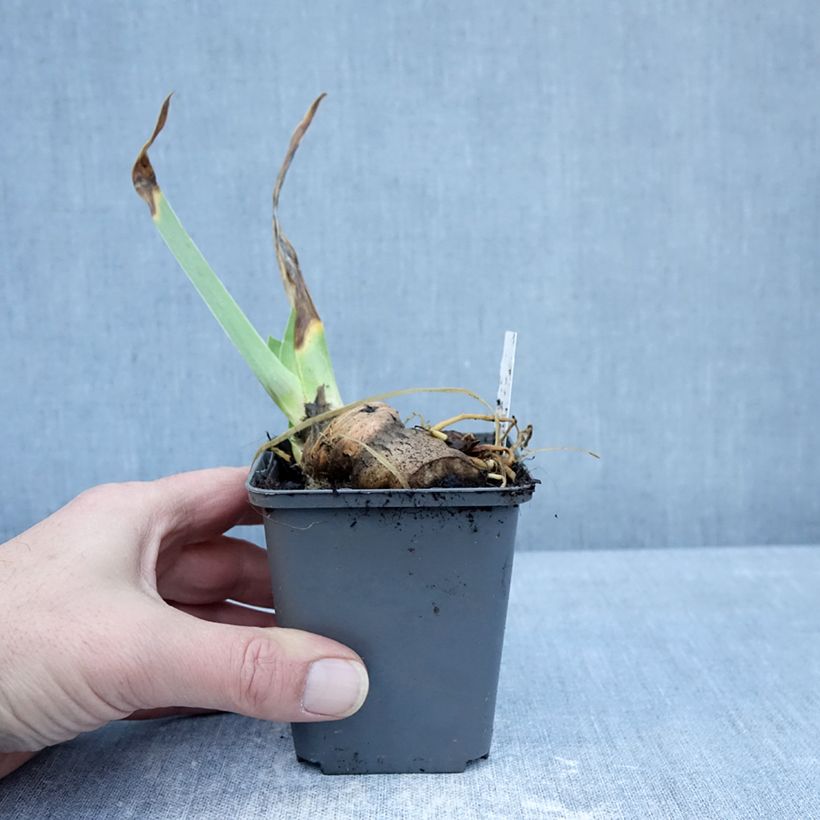 Example of Iris germanica En Pointillés - Iris des Jardins Godet de 8/9 cm as you get in hiver