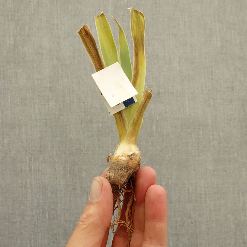 Spécimen de Iris germanica Ever After - Grand Iris des Jardins Rhizome tel que livré en hiver