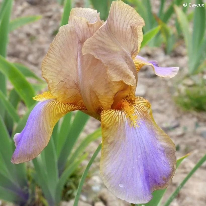 Iris germanica Evolution - Iris des Jardins (Floraison)