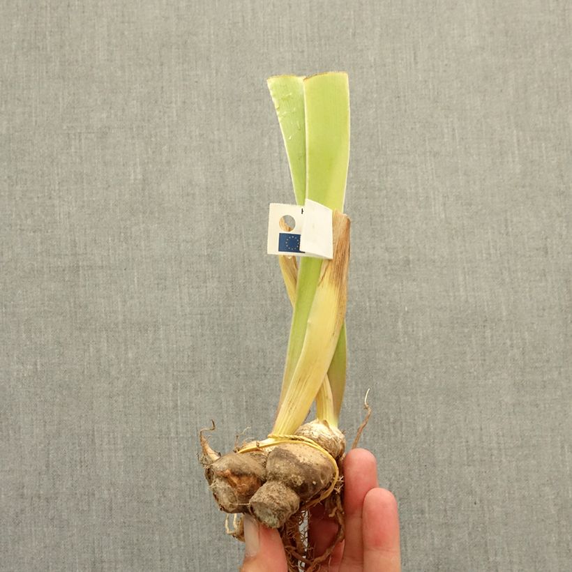 Spécimen de Iris germanica Fib - Iris des Jardins nain Rhizome tel que livré en hiver