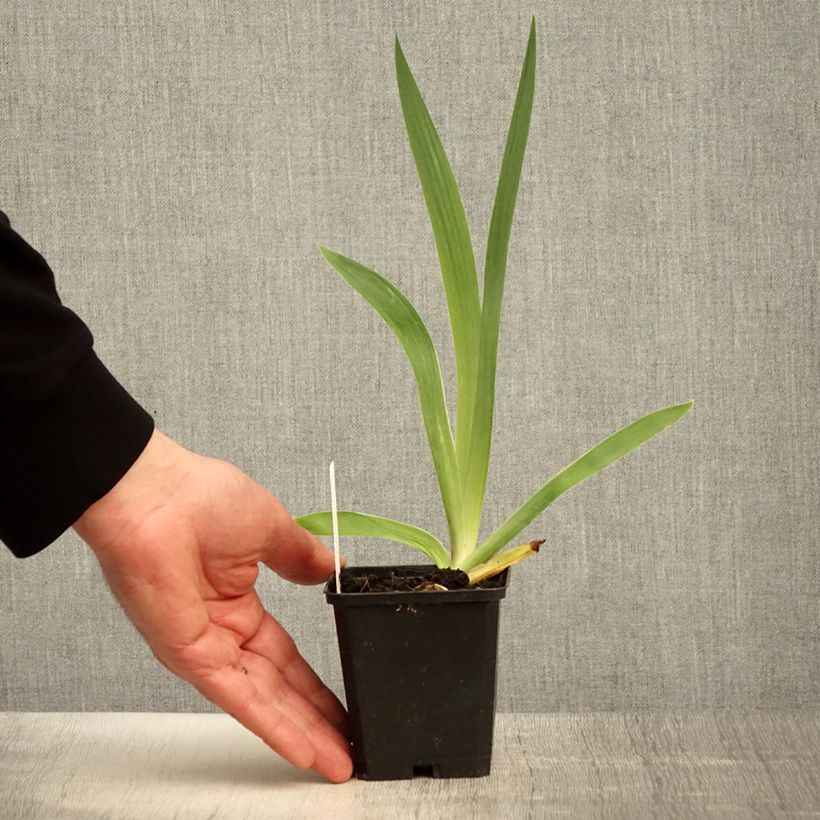 Example of Iris germanica Flamenco - Burgundy Brown - Iris des Jardins Godet de 8/9 cm, Calibre 4/6 as you get in printemps