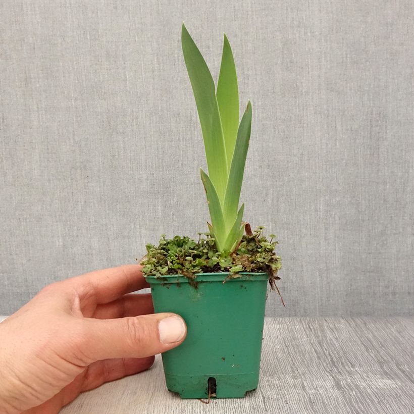 Example of Iris germanica Flaming Dragon - Grand iris des jardins Godet de 8/9 cm as you get in printemps