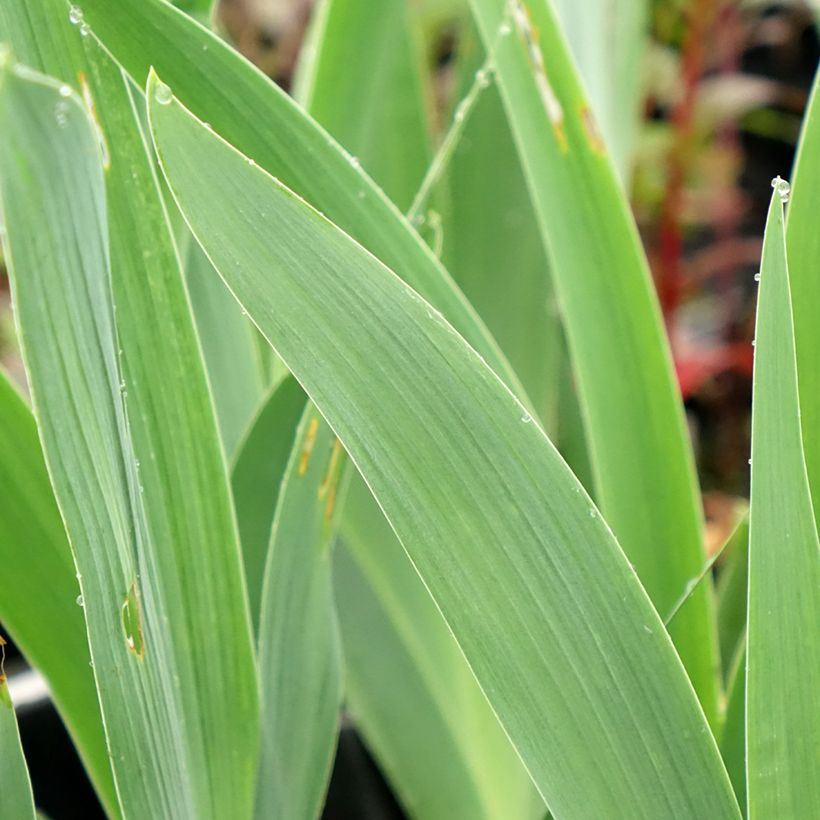 Iris germanica Flaming Dragon - Grand iris des jardins (Foliage)