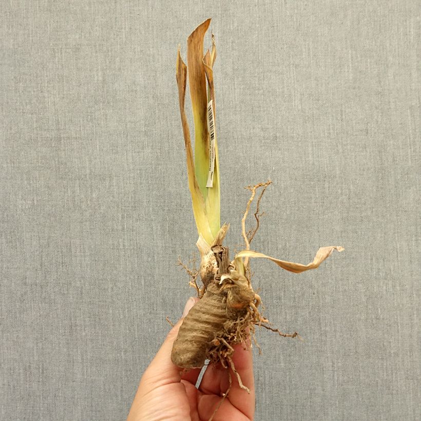 Spécimen de Iris germanica Frisk Me - Iris des Jardins Lilliput Rhizome tel que livré en hiver