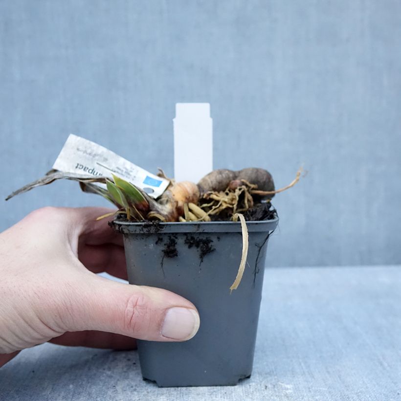 Example of Iris germanica Full Impact - Iris des Jardins Godet de 8/9 cm as you get in hiver