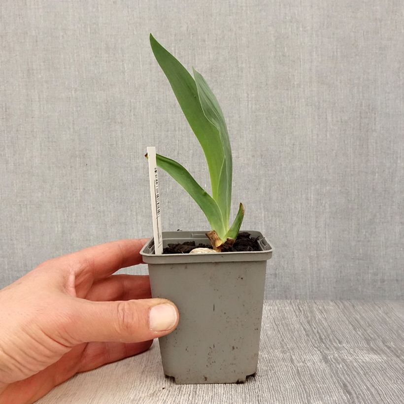 Example of Iris germanica Gipsy Romance Godet de 8/9 cm as you get in printemps