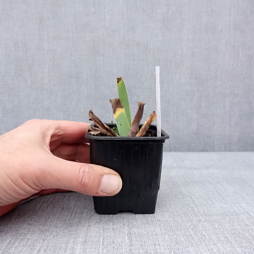 Spécimen de Iris germanica Glacier - Iris des Jardins  Godet de 8/9 cm tel que livré en hiver