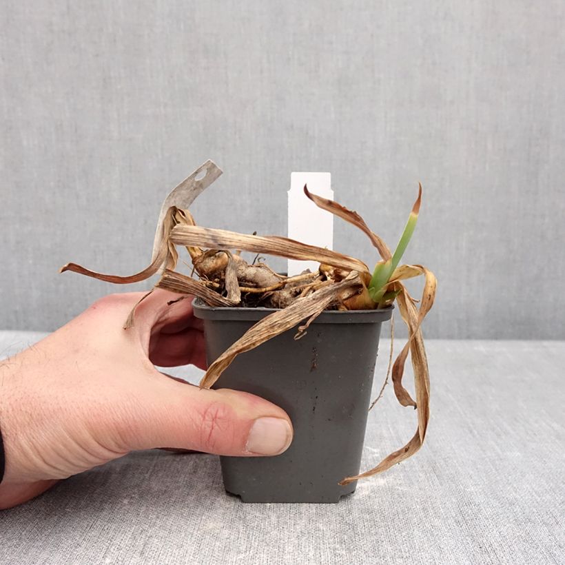 Example of Iris germanica Gracchus - Iris des Jardins remontant Godet de 8/9 cm as you get in hiver