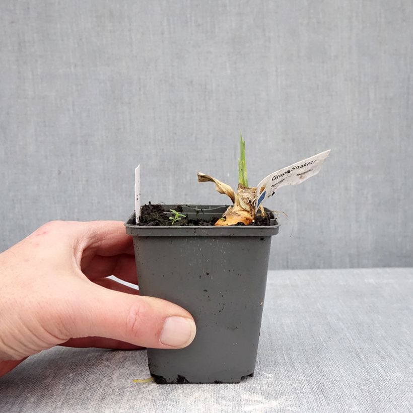 Example of Iris germanica Grape Snakez - Iris des Jardins Godet de 8/9 cm as you get in hiver